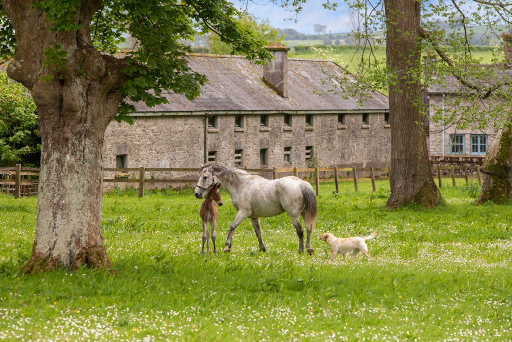 The Fortwilliam Estate, Glencairn, Co. Waterford